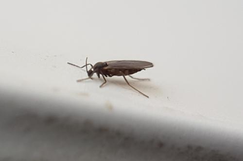Lestremiinae